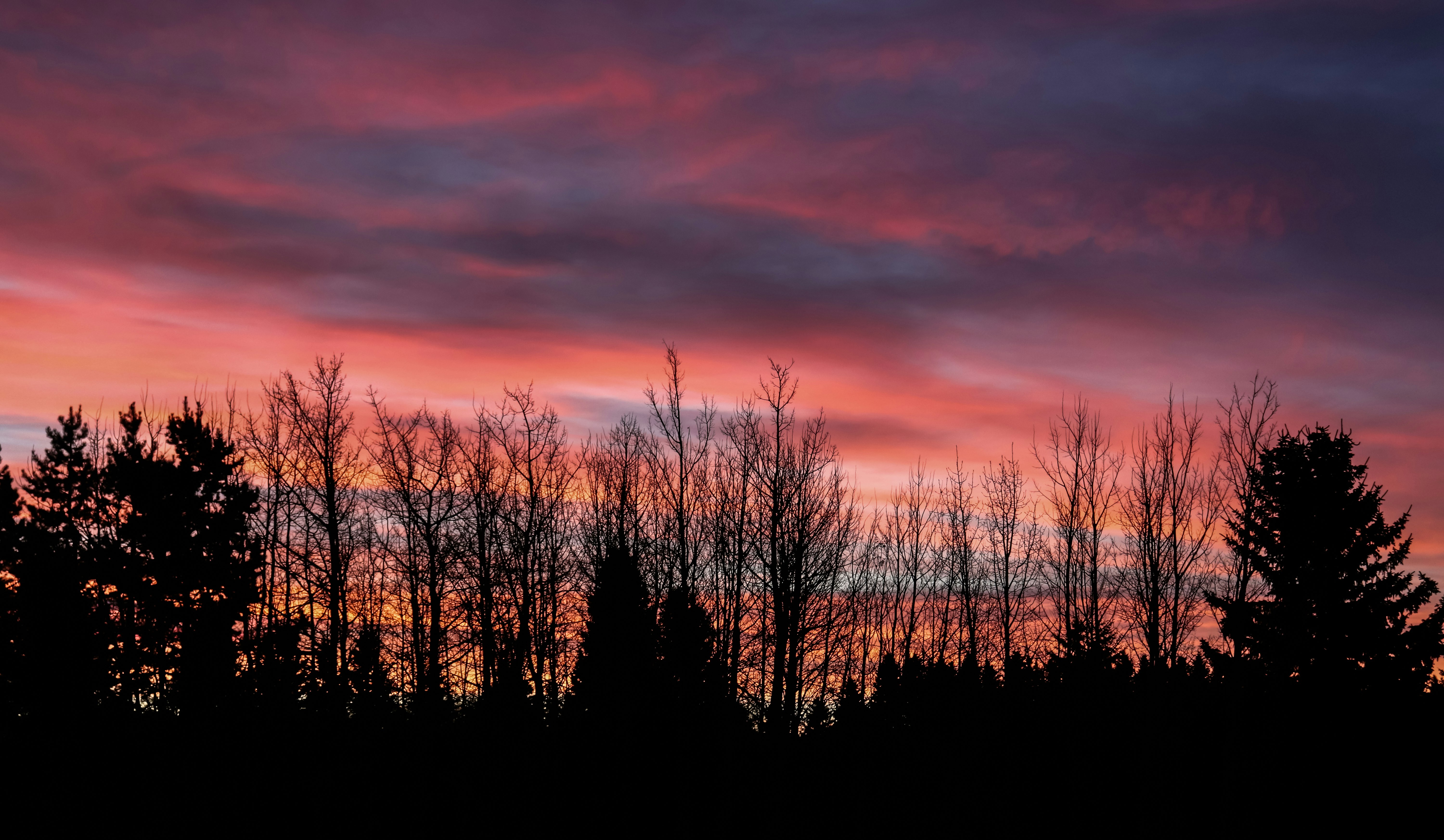 silhouette of trees during sunset